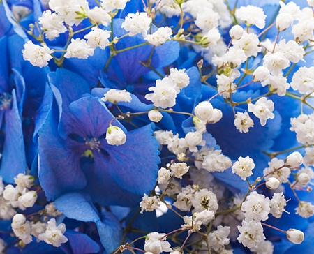 Flowers in a bouquet, blue hydrangeas and white flowersの写真素材