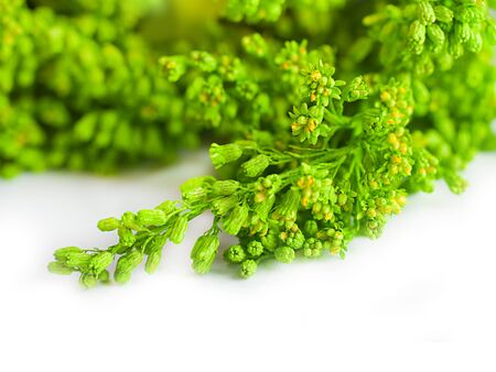 Green summer grass in a sun day の写真素材