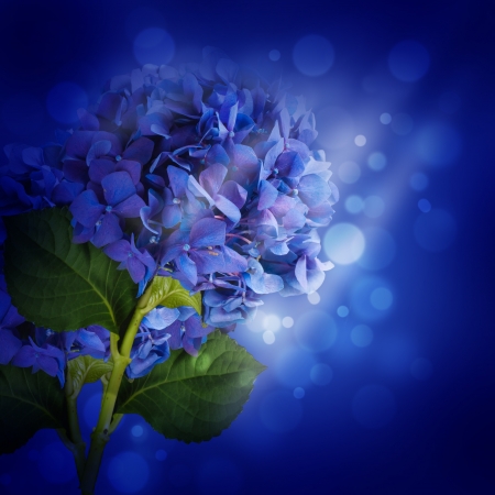 Flowers in a bouquet, blue hydrangeas and white flowersの写真素材
