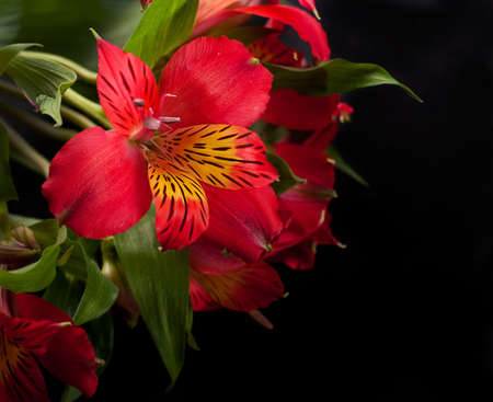 Beautiful flower is in the rays of light, blured and coloredの写真素材