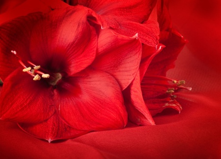Red flowers, bouquet of gerber の写真素材