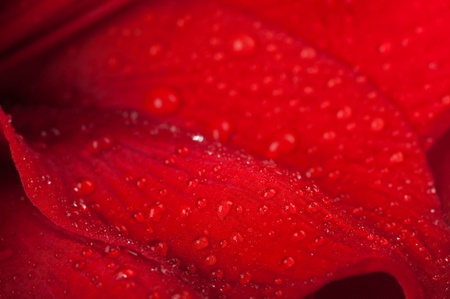 Red flowers, bouquet of gerber の写真素材