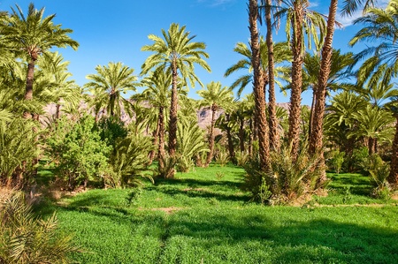 Oasis with palm trees in the middle of the desertの写真素材