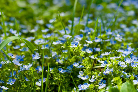 Blue small flowers against a green grassの写真素材