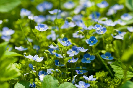 Blue small flowers against a green grassの写真素材