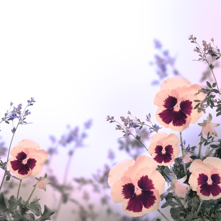 Pink spring violets on a green backgroundの写真素材