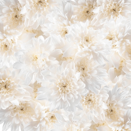 Bouquet of white chrysanthemumsの写真素材