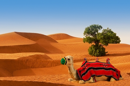 Tourist camel on sand dunes in the desertの写真素材