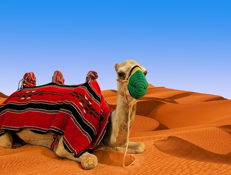 Tourist camel on sand dunes in the desertの写真素材