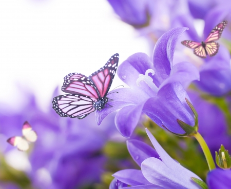 Flowers on a white background, dark blue hand bells and butterflyの写真素材