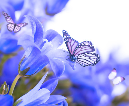 Flowers on a white background, dark blue hand bells and butterflyの写真素材