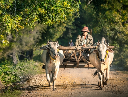 Mandalay - December 3: Farmer working in the field with water buffalo December 3, 2013 in Mandalay....