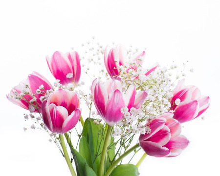 tulips with green leavesの写真素材