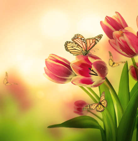 Red tulips with green grass  and  butterfly. の写真素材
