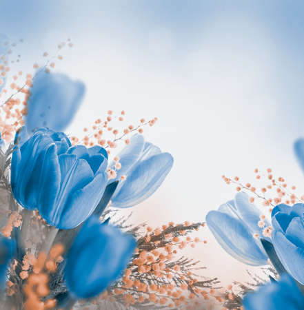 Blue tulips with mimosa, spring backgroundの写真素材