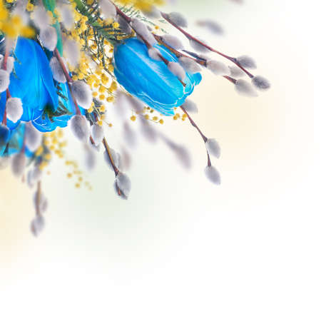 Blue tulips with mimosa, spring backgroundの写真素材