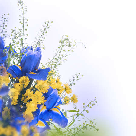 Blue irises with yellow daisies, floral background.の写真素材