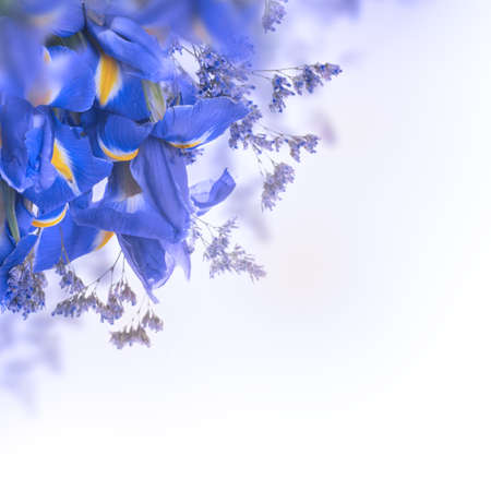 Blue irises with yellow daisies, floral background.の写真素材