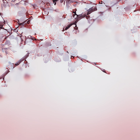 Apricot flowers in spring, floral backgroundの写真素材