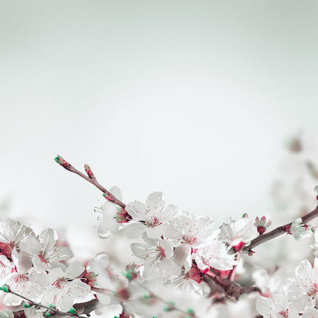 Apricot flowers in spring, floral background