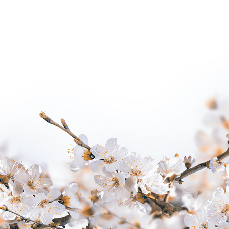 Apricot flowers in spring, floral backgroundの写真素材