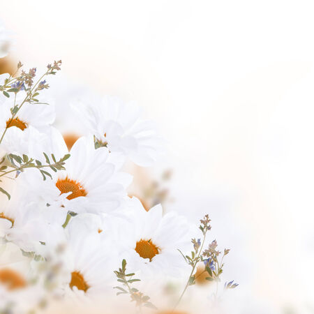 Spring bouquet of daisies, floral backgroundの写真素材