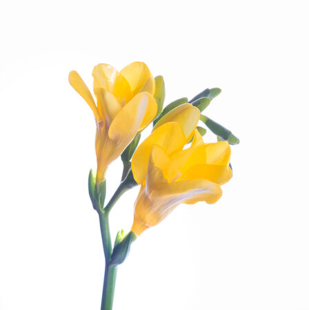 Spring yellow primrose, floral backgroundの写真素材