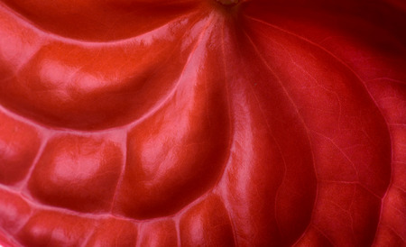  Floral background of red flowersの写真素材