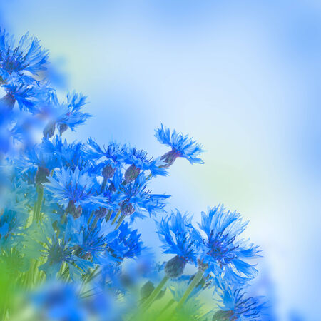 Wild blue cornflowers, floral backgroundの写真素材