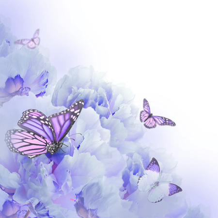 Floral background of roses and butterfly, wild flowersの写真素材