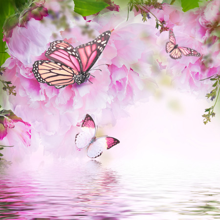Floral background of roses and butterfly, wild flowersの写真素材