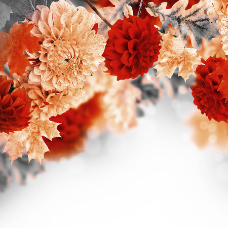 Colorful autumn chrysanthemums with flaresの写真素材