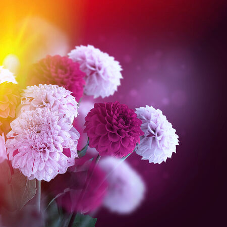 Colorful autumn chrysanthemums with flares, floral backgroundの写真素材