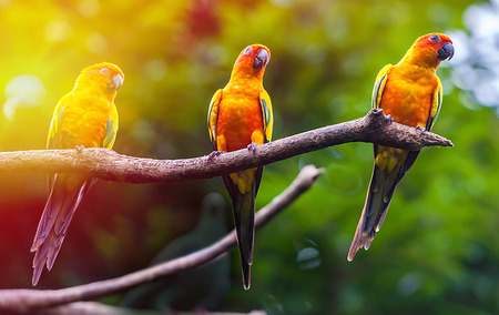 Exotic parrots sit on a branch, wildlifeの写真素材