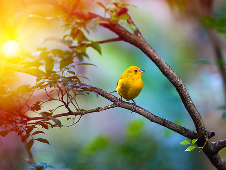 Yellow bird sitting on a branch, wildlifeの写真素材