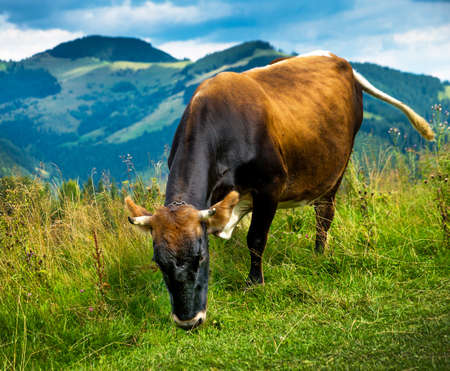 Amazing mountain landscape with fog and cowsの写真素材