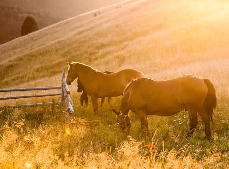 Amazing mountain landscape with fog and horsesの写真素材