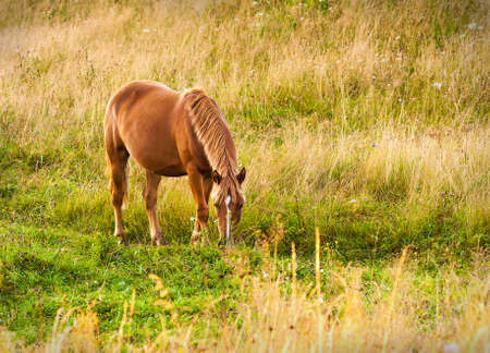 Amazing mountain landscape with fog and horsesの写真素材