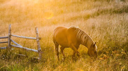 Amazing mountain landscape with fog and horsesの写真素材