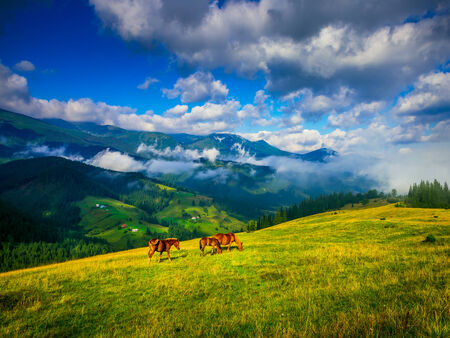 Amazing mountain landscape with fog and horsesの写真素材