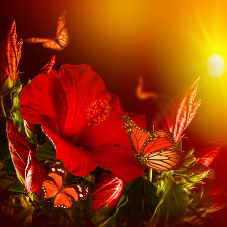 Bunch of red hibiscus and  butterflyの写真素材