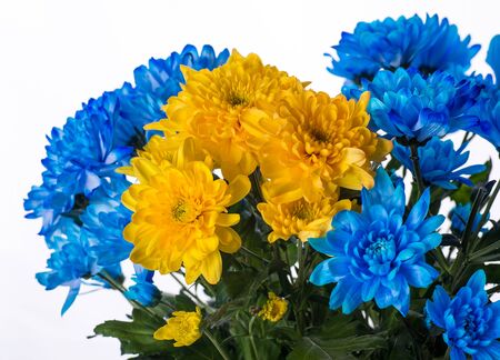 Yellow and blue fresh chrysanthemum, floral background.の写真素材