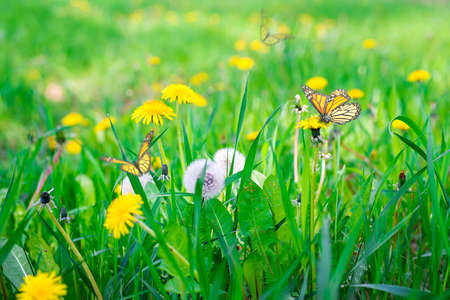 Air dandelions on a green field. Spring background.の写真素材
