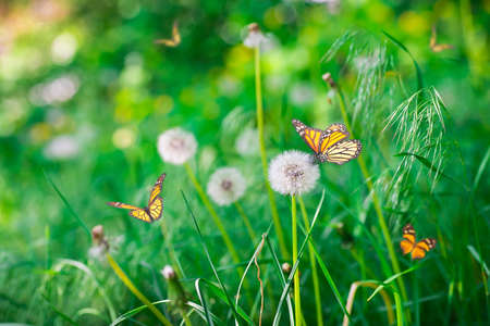 Air dandelions on a green field. Spring background.の写真素材