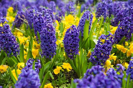 Blue hyacinths on a bed of autumn floral backgroundの写真素材