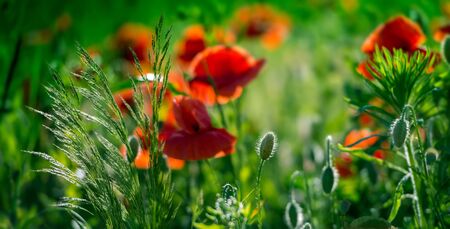 Amazing poppy field . Summer flowers .の写真素材