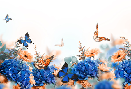 Amazing background with hydrangeas and daisies. Yellow and blue flowers on a white blank. Floral card nature. bokeh butterflies.の写真素材
