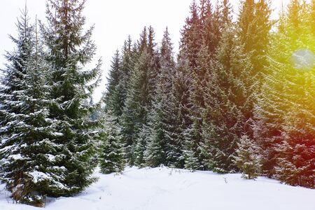 Christmas winter landscape, spruce and pine trees covered in snow on a mountain roadの写真素材