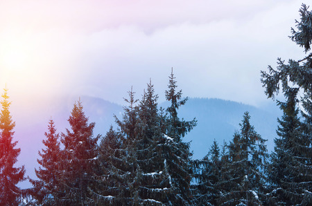 Christmas winter landscape, spruce and pine trees covered in snow on a mountain roadの写真素材