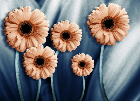 Floral background of chrysanthemums, bright flowers on a gray. Applied a filter with grain.の写真素材
